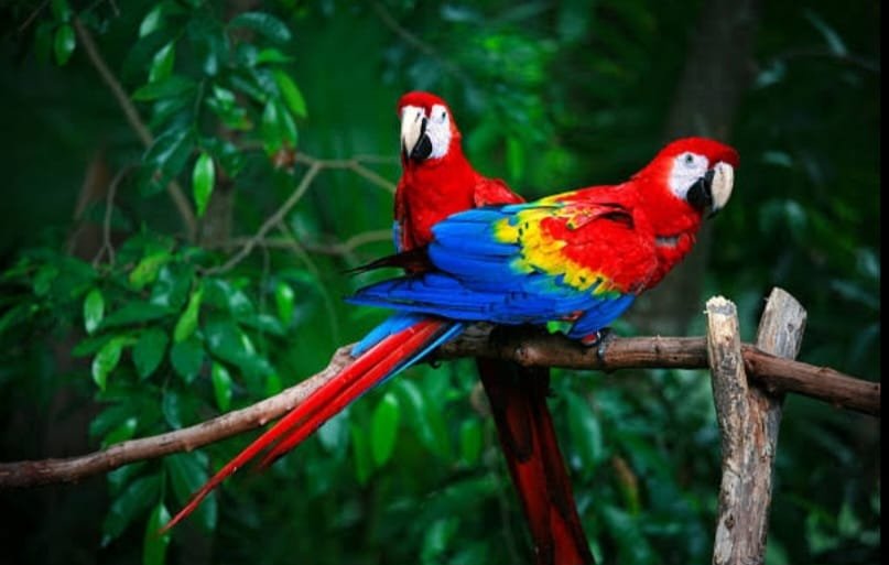 How do Parrots Talk Like us?