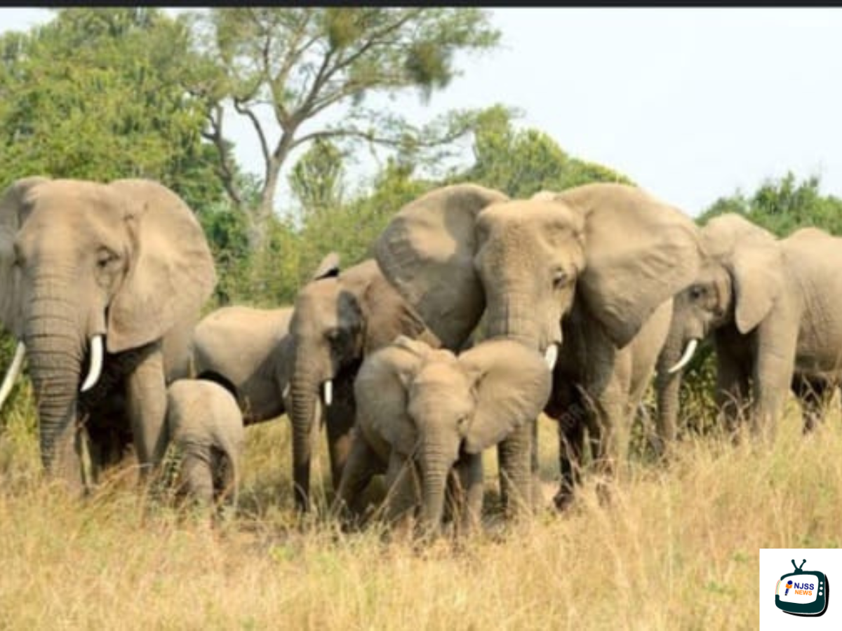 Zimbabwe to Cull 200 Elephants to Feed its Hungry Population. What is UN doing?